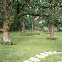 Trees and Evergreens